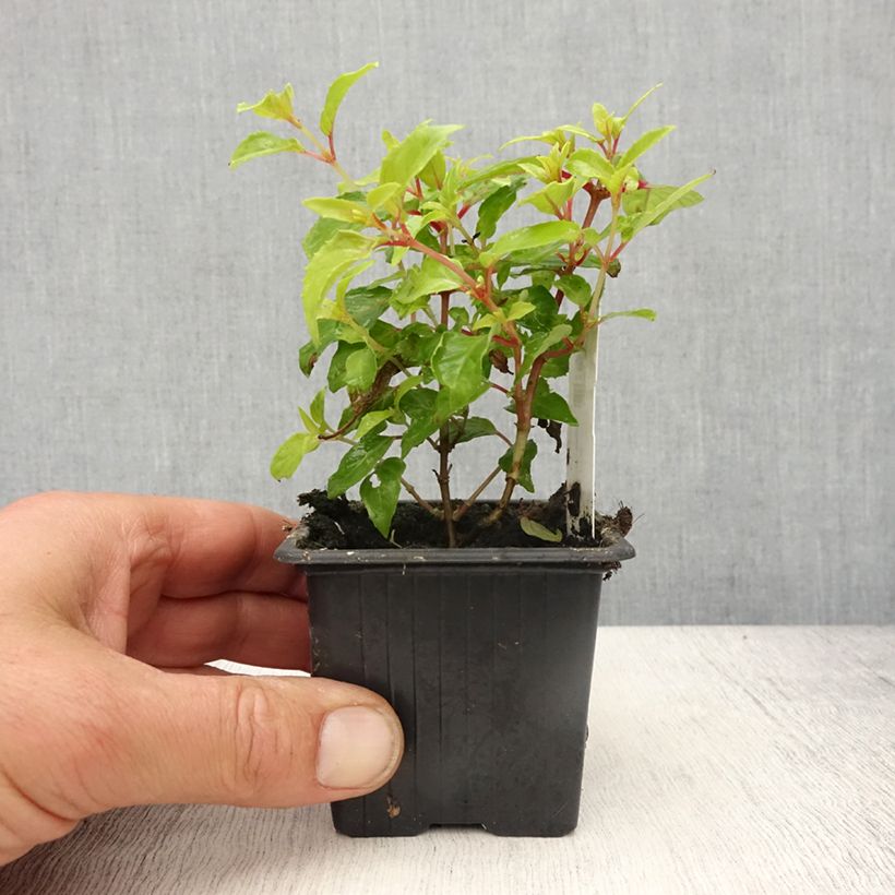 Fuchsia Genii  - Godet de 8/9 cm sample as delivered in spring