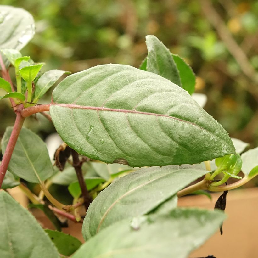 Fuchsia Heidi Weiss (Foliage)