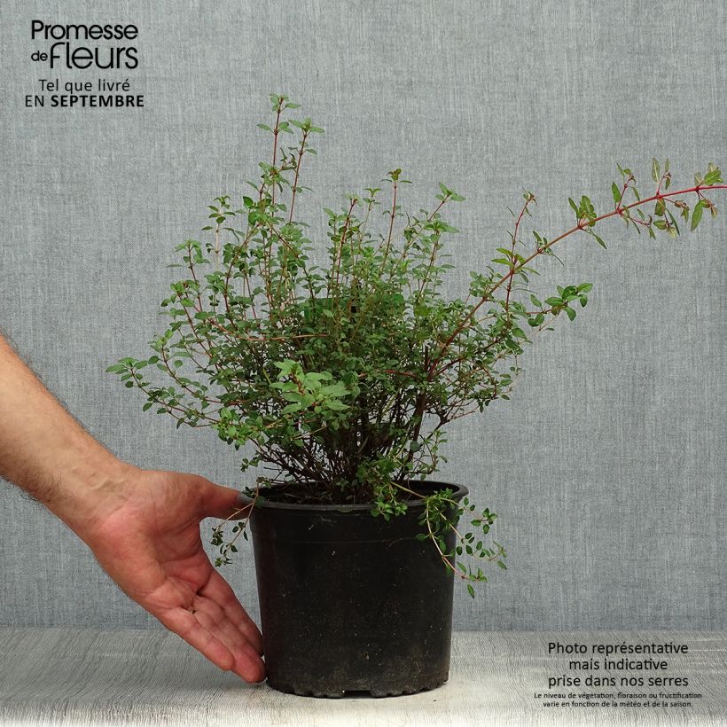 Fuchsia magellanica Arauco Pot de 1,5L/2L sample as delivered in autumn