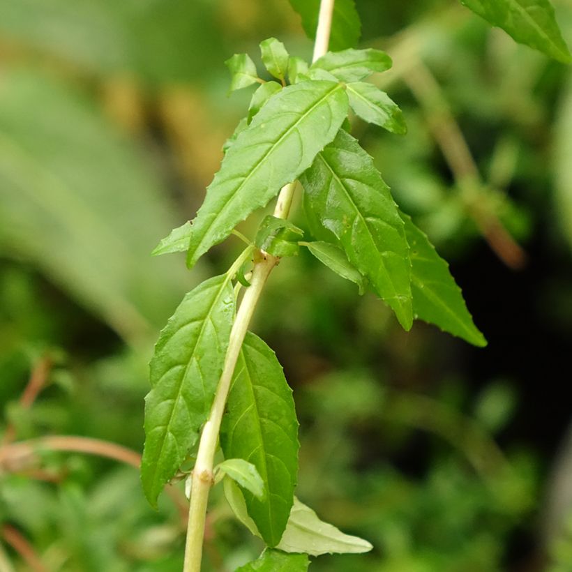 Fuchsia magellanica Arauco (Foliage)