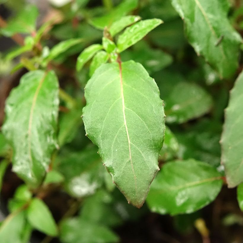 Fuchsia magellanica Riccartonii (Foliage)