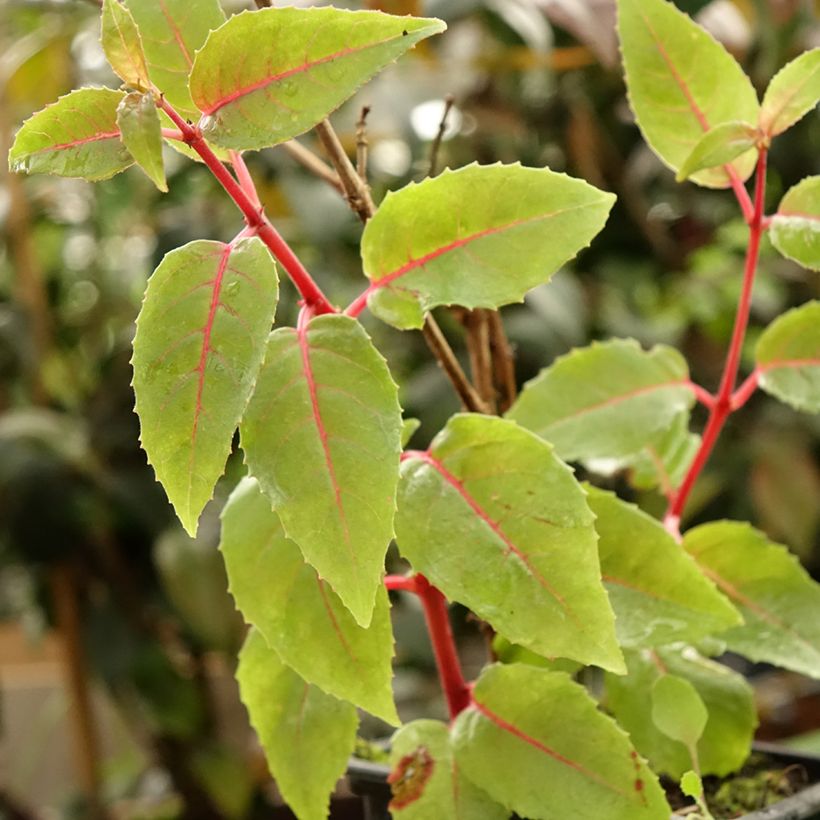 Fuchsia R.A.F (Foliage)