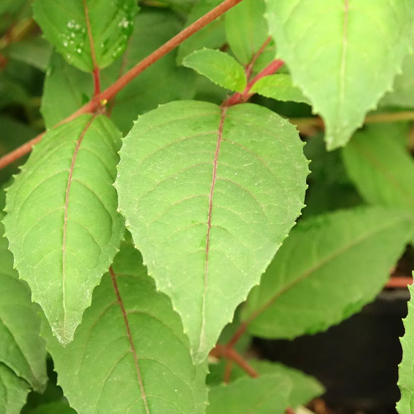 Fuchsia x hybrida Connie (Foliage)