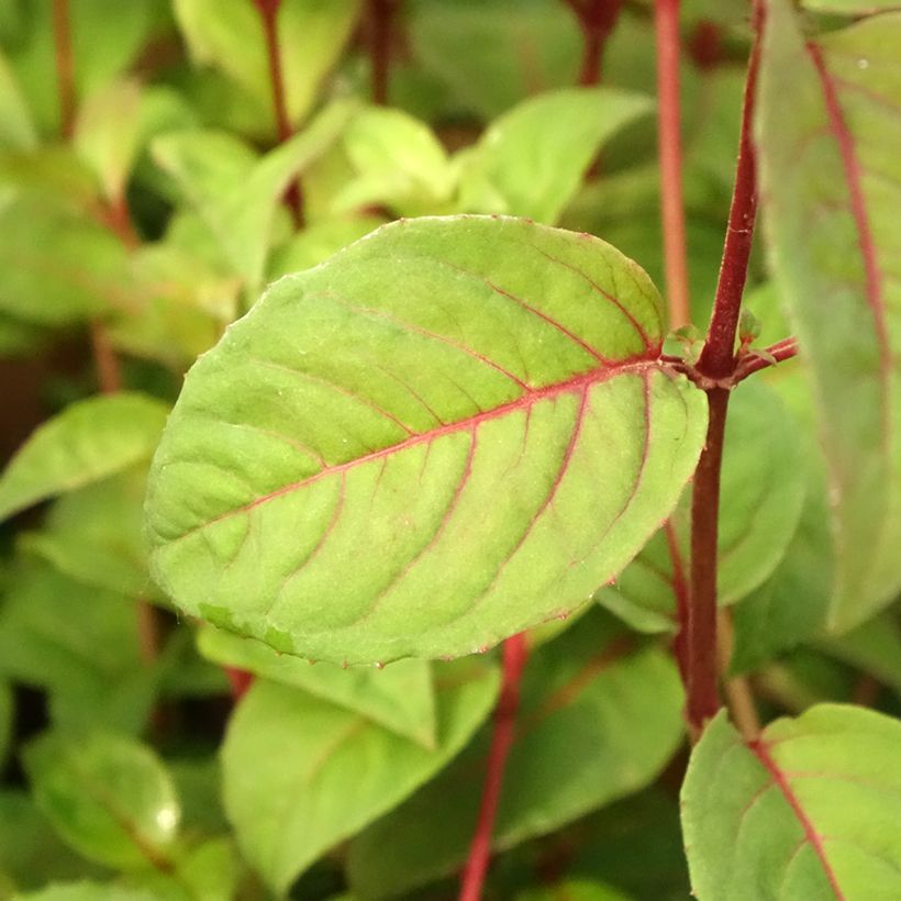 Fuchsia Douce France (Foliage)