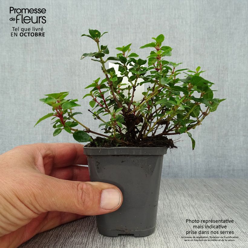 Fuchsia rustique Lady Thumb Godet de 9cm sample as delivered in autumn