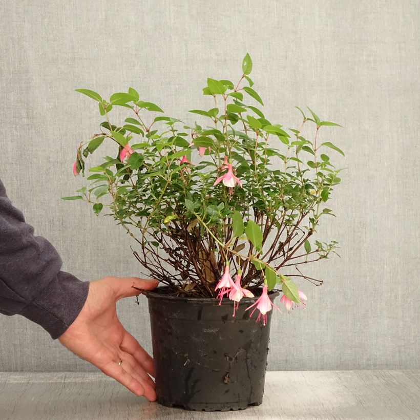 Fuchsia rustique Lady Thumb Pot de 2L/3L sample as delivered in autumn