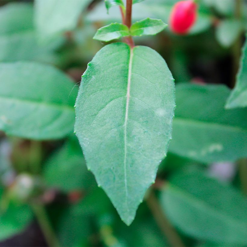 Fuchsia venusta Lady Thumb (Foliage)