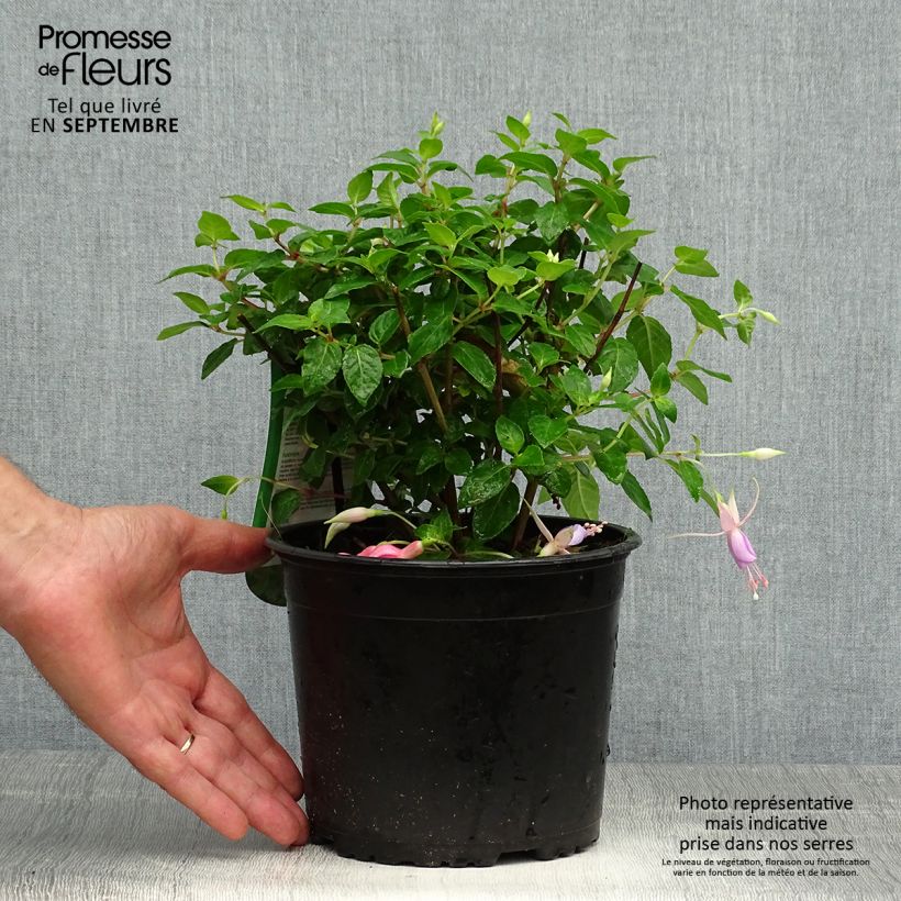 Fuchsia rustique Margaret Pot de 2L/3L sample as delivered in autumn