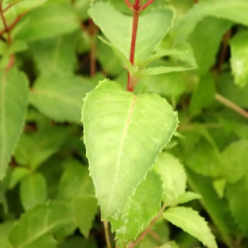 Fuchsia Margaret Thatcher (Foliage)