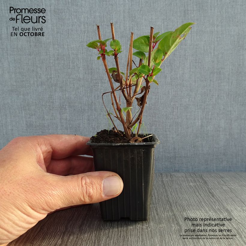 Fuchsia rustique Princess Dollar Godet de 8 cm sample as delivered in autumn