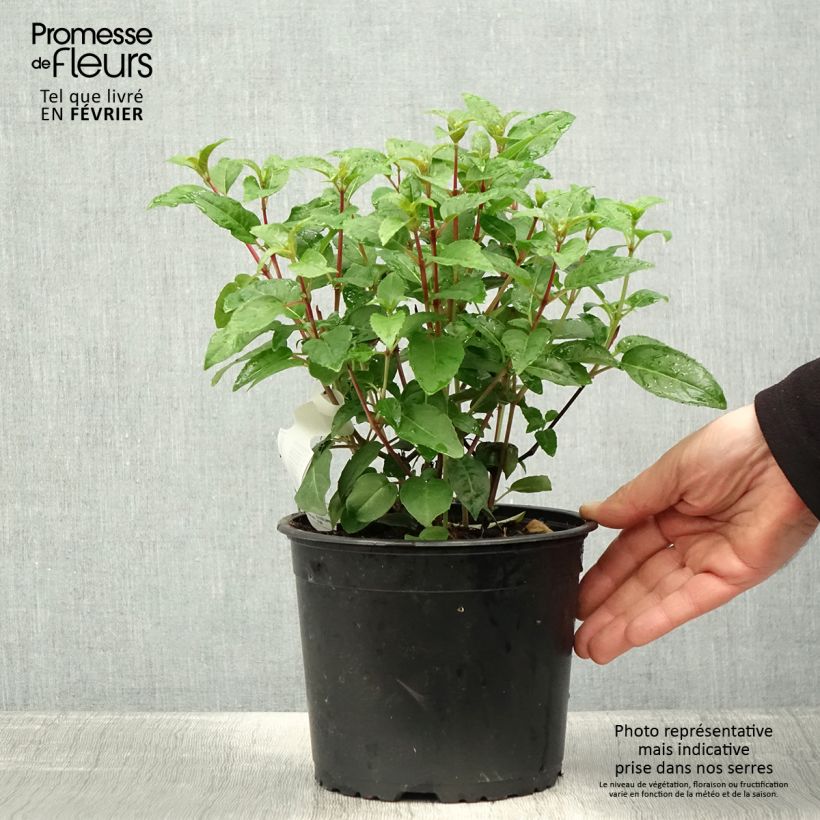 Fuchsia rustique Princess Dollar Pot de 2L/3L sample as delivered in winter