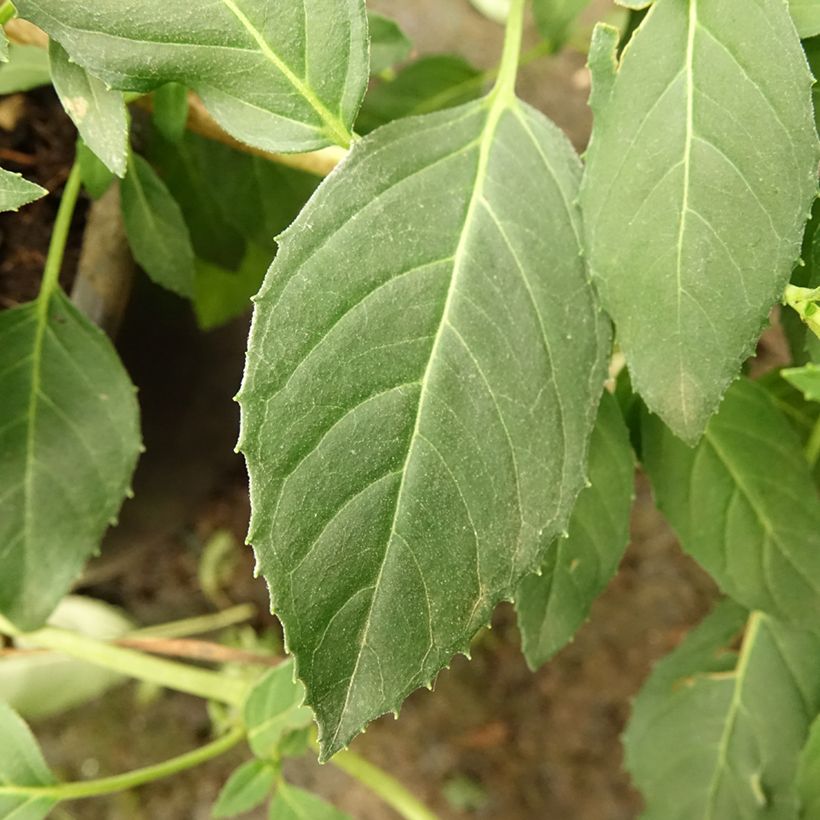 Fuchsia Whiteknights Pearl (Foliage)