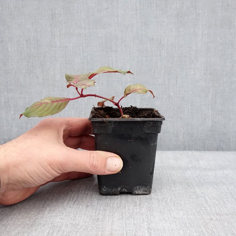 Fuchsia triphylla Fulgens 7/8 cm potShipped height around 10/15cm sample as delivered in winter