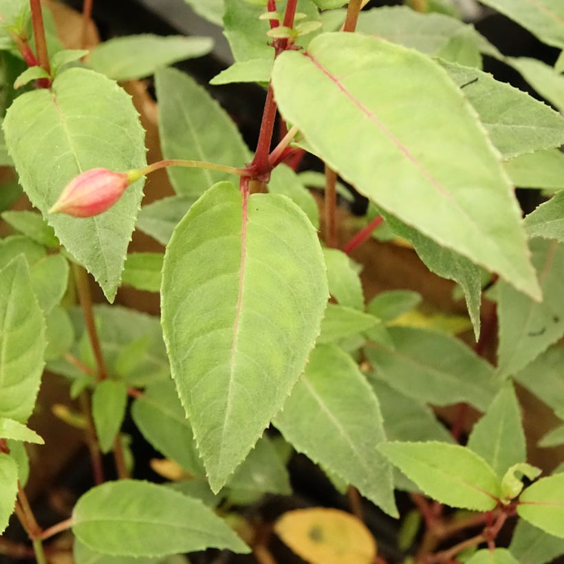 Fuchsia Winston Churchill (Foliage)