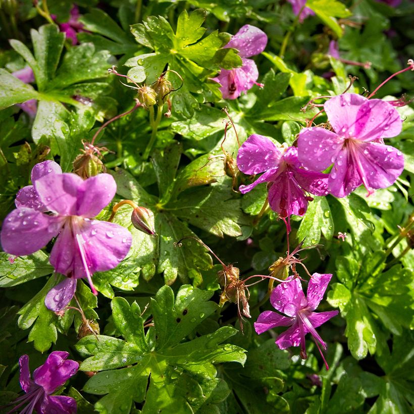 Geranium cantabrigiense Crystal Rose (Flowering)