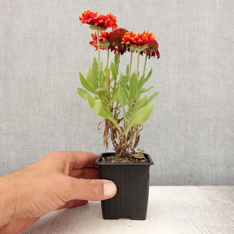 Gaillarde Fanfare Blaze - Gaillarde rouge, orange et jaune Godet de 8/9 cm sample as delivered in summer