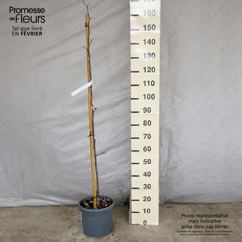 Gainier du Canada - Cercis canadensis Cascading Hearts Pot de 7.5L/10L sample as delivered in winter