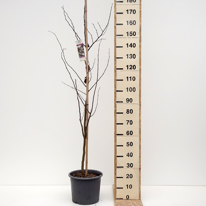 Cercis canadensis Royal White - Eastern Redbud 7.5L/10L potShipped height around 125/150cm sample as delivered in winter