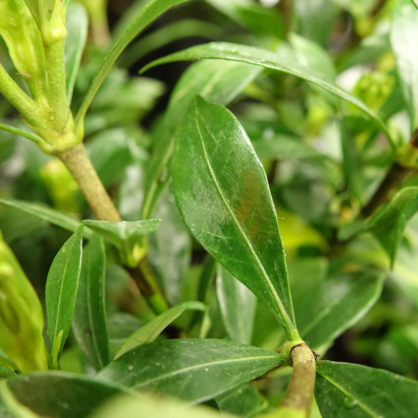 Gardenia jasminoides Sweetheart (Foliage)