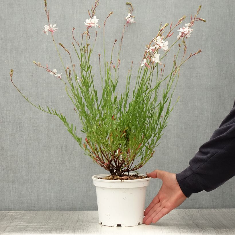 Gaura lindheimeri Blanche - Beeblossom 2L/3L pot sample as delivered in summer