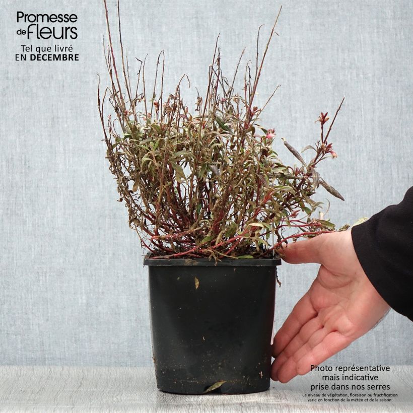 Gaura lindheimeri Blaze - Gaura de Lindheimer Pot de 2L/3L sample as delivered in autumn