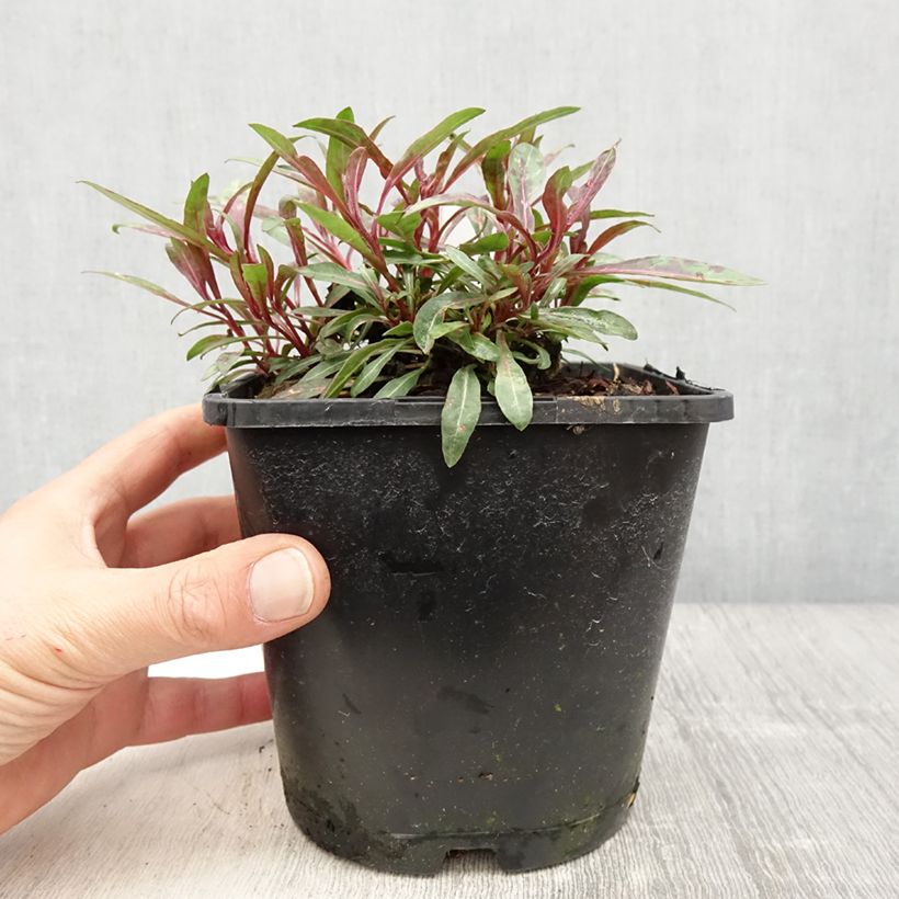 Gaura lindheimeri Blaze - Gaura de Lindheimer Pot de 2L/3L sample as delivered in spring