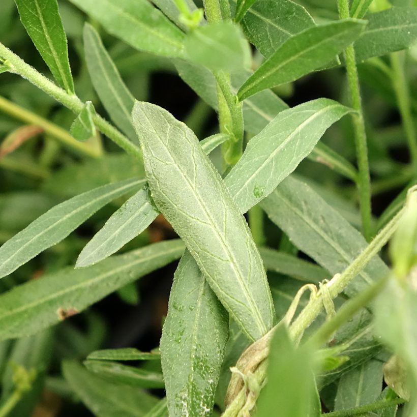 Gaura lindheimeri Snowbird (Foliage)