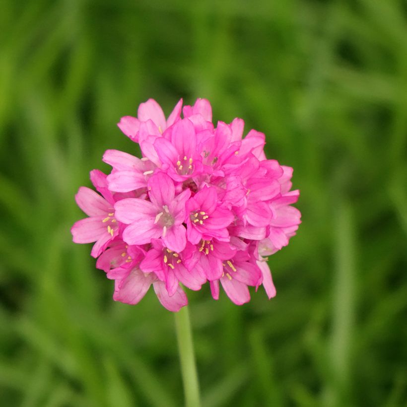 Armeria maritima Alba - Sea Thrift (Flowering)