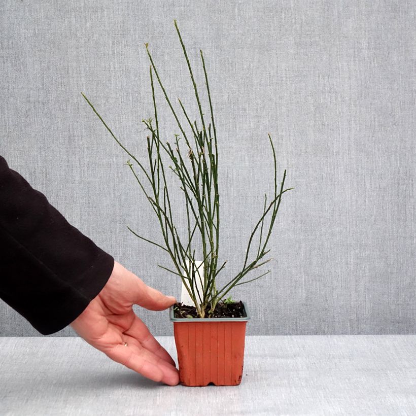 Cytisus scoparius Goldfinch 8/9 cm pot sample as delivered in winter