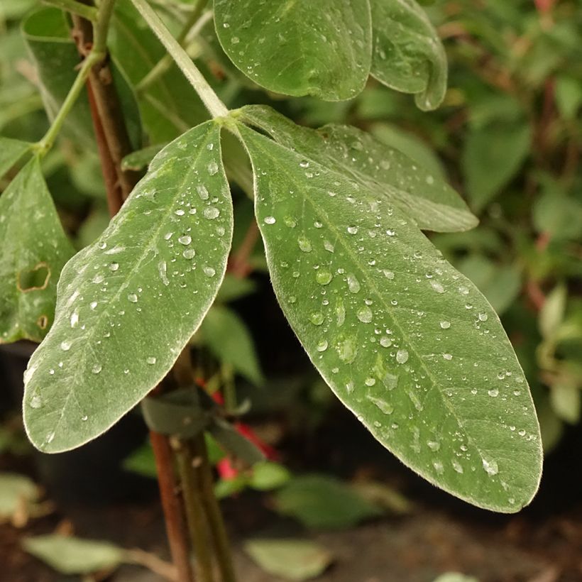 Cytisus battandieri (Foliage)