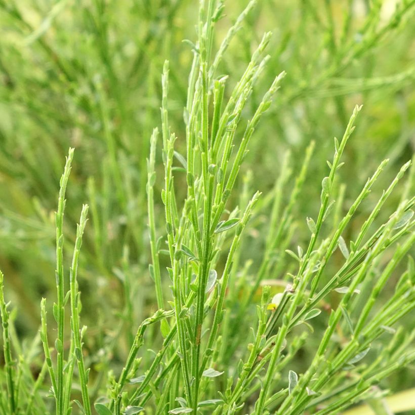 Cytisus scoparius Golden Sunlight (Foliage)