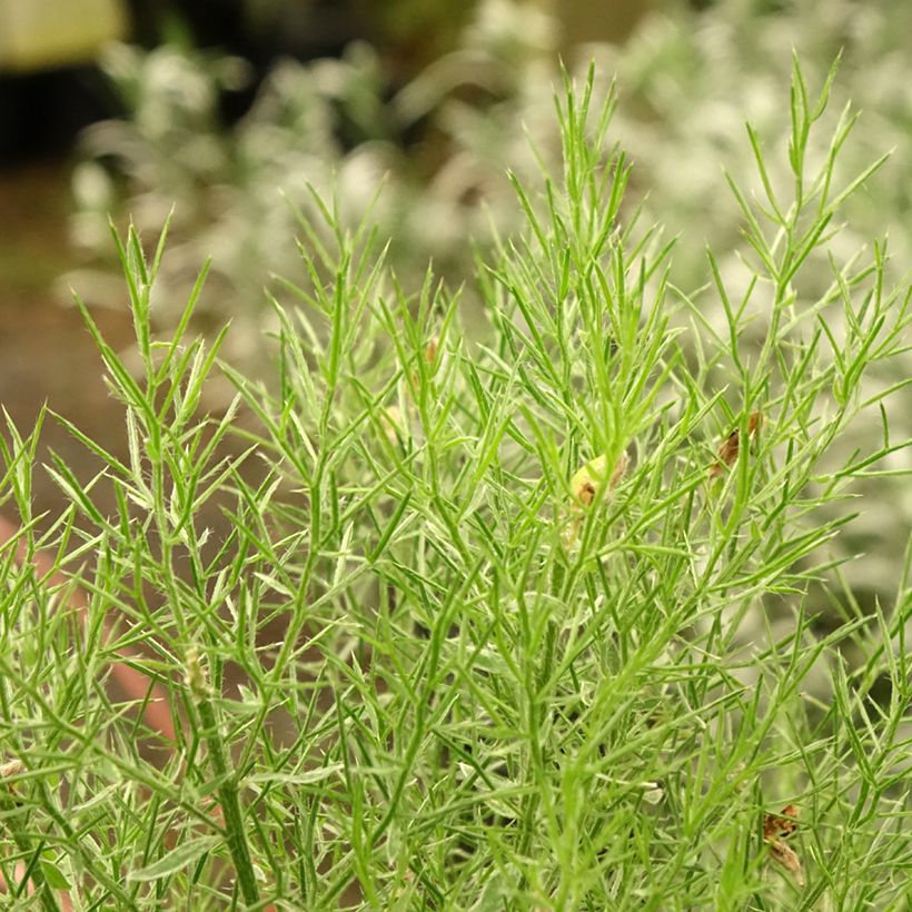 Genista hispanica (Foliage)