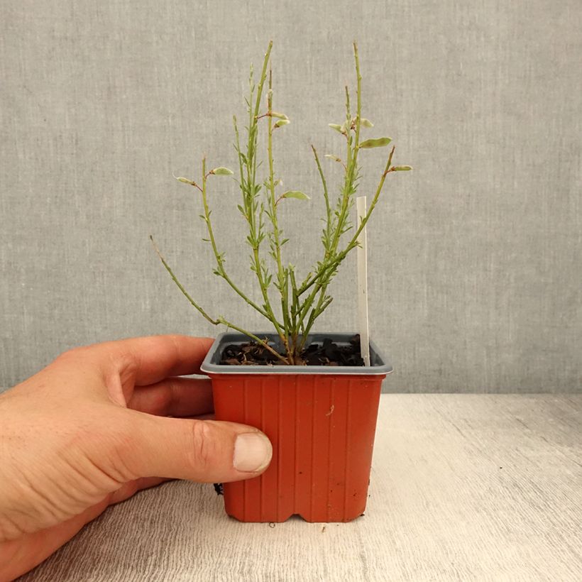 Cytisus praecox Allgold 8/9 cm pot sample as delivered in spring