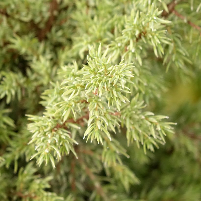 Juniperus communis Pyramidalis (Foliage)