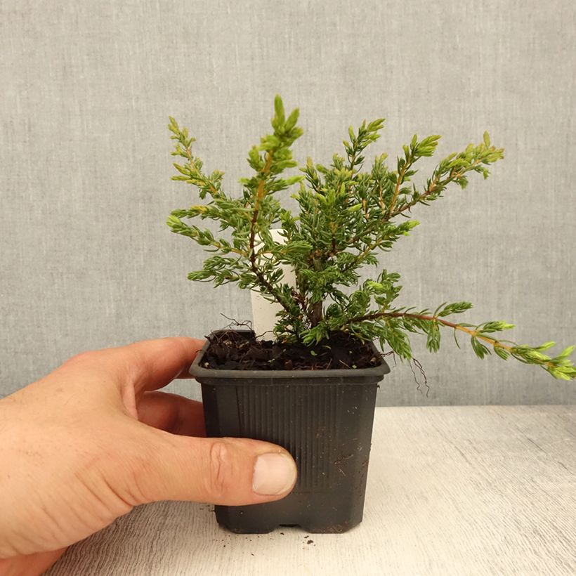 Juniperus communis Repanda 8/9 cm pot sample as delivered in spring