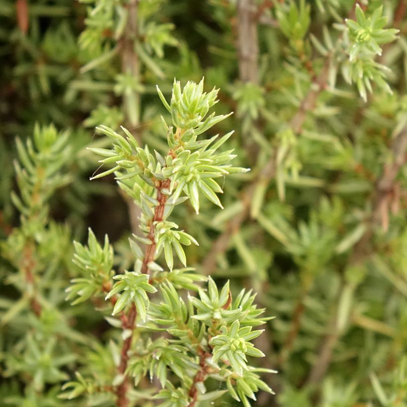 Juniperus communis Sentinel (Foliage)