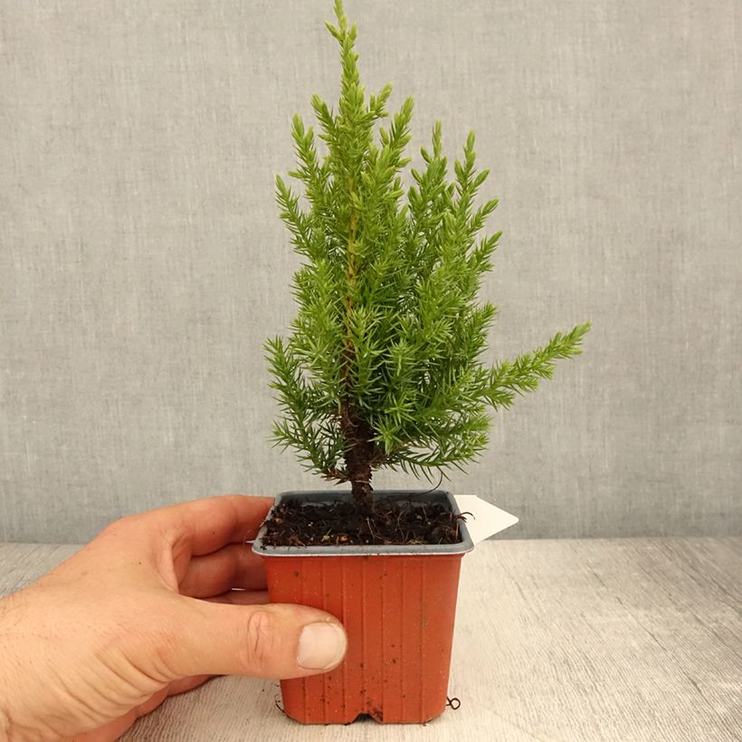 Juniperus chinensis Stricta 8/9 cm pot sample as delivered in spring