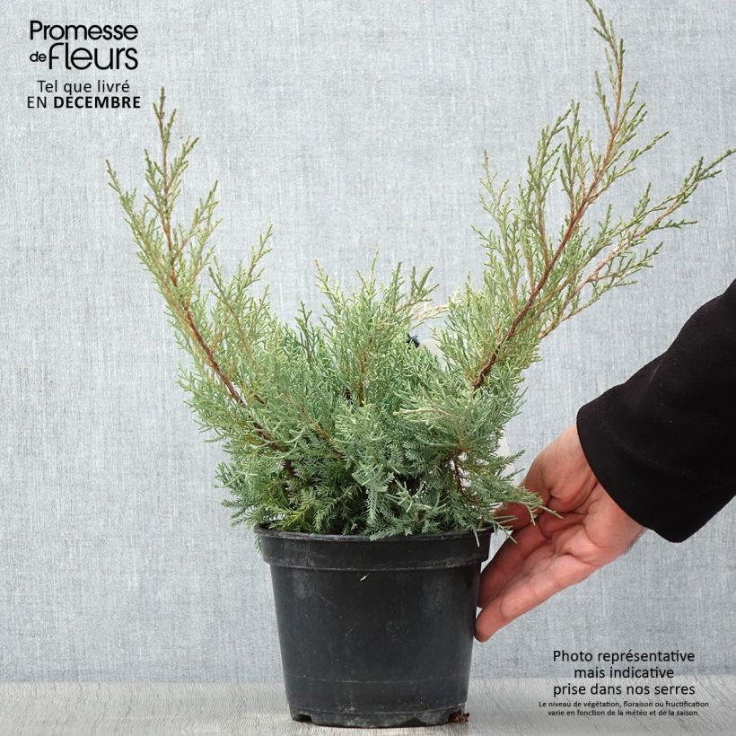 Genévrier de Pfitzer - Juniperus pfitzeriana Glauca Pot de 2L/3L sample as delivered in autumn