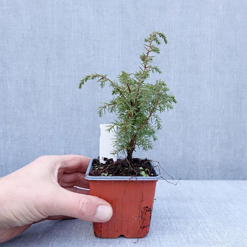 Juniperus communis Suecica 8/9 cm pot sample as delivered in winter