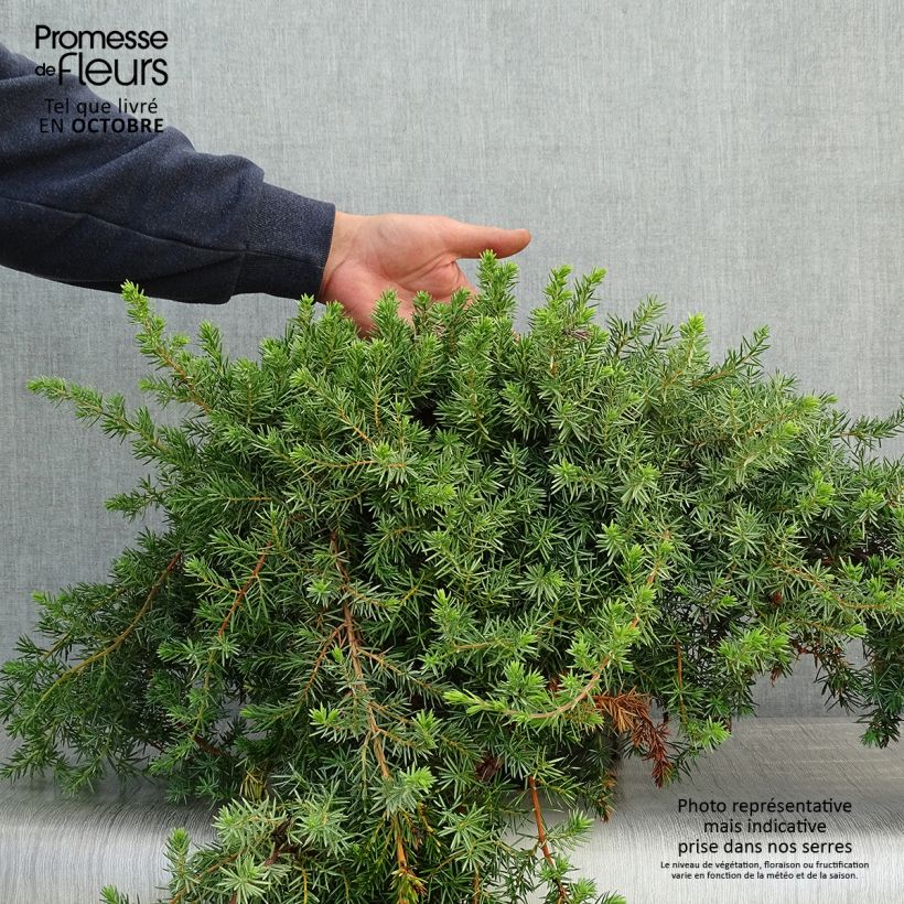 Genévrier des plages - Juniperus conferta Blue Pacific en pot de 7,5L/10L sample as delivered in autumn