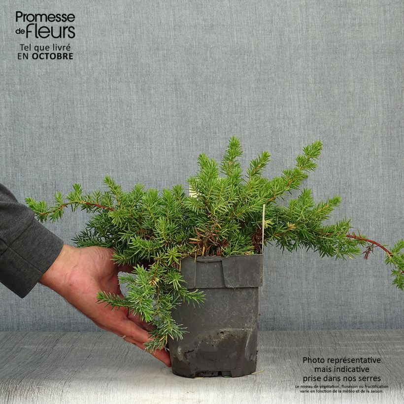 Genévrier des plages -  Juniperus conferta Blue Pacific Pot de 2L/3L sample as delivered in autumn