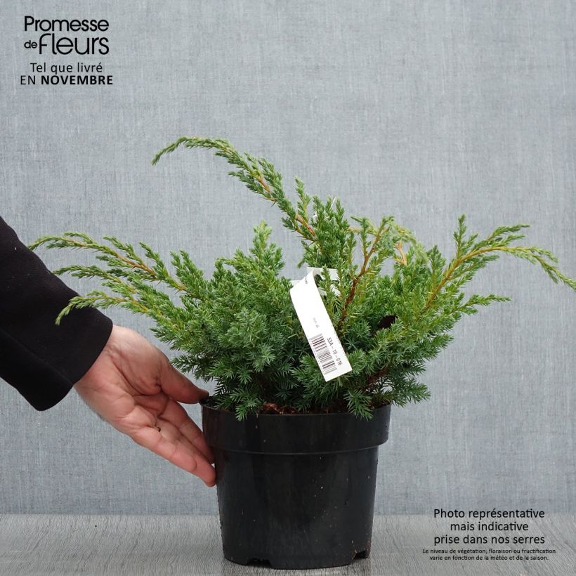 Genévrier écailleux - Juniperus squamata Blue Swede Pot de 2L/3L sample as delivered in autumn