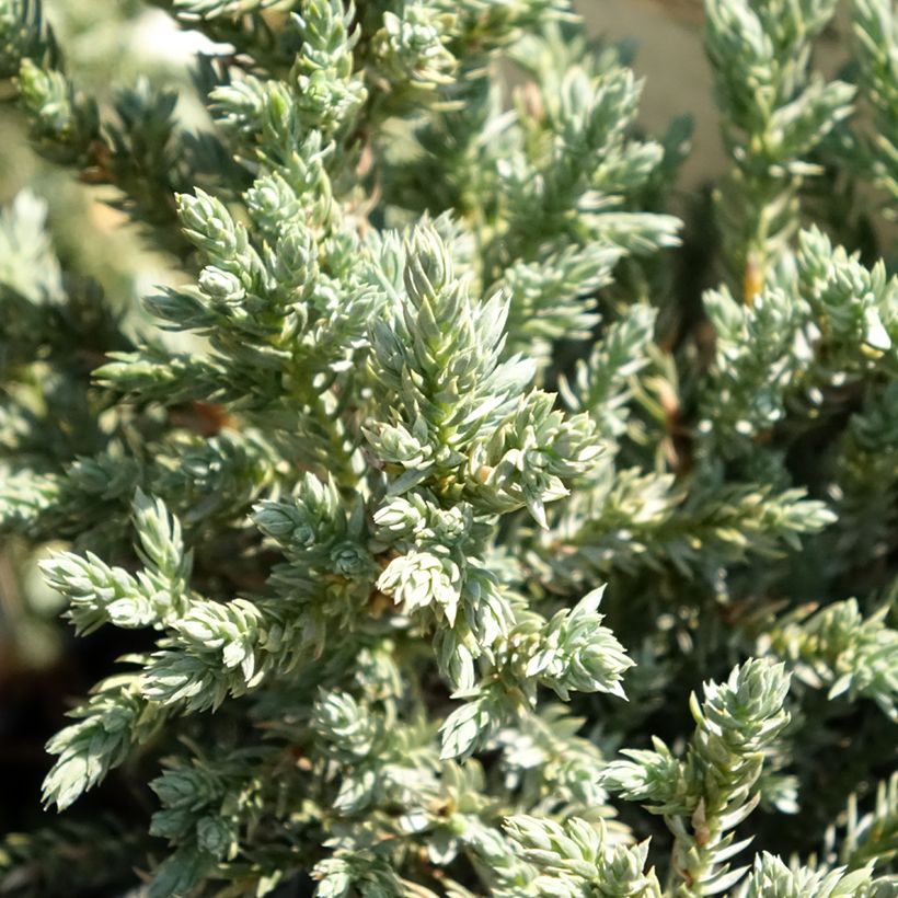 Juniperus squamata Tropical Blue (Foliage)