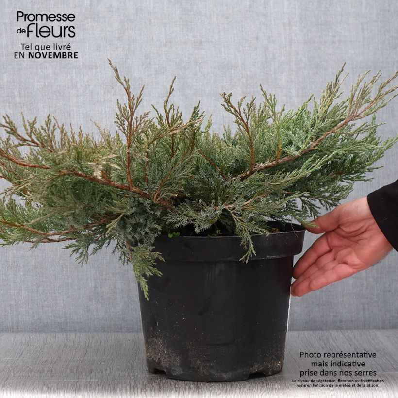 Genévrier horizontal - Juniperus horizontalis Agnieszka en pot de 7,5l/10l sample as delivered in autumn