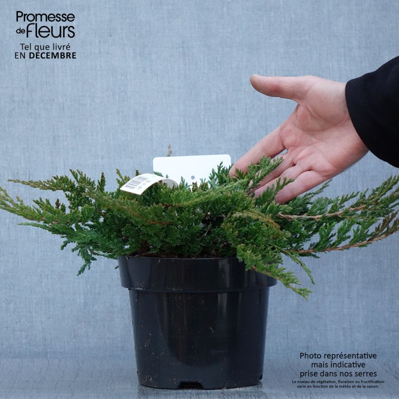 Genévrier horizontal - Juniperus horizontalis Prince Of Wales en pot de 2L/3L sample as delivered in autumn