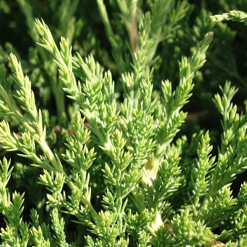 Juniperus horizontalis Prince Of Wales (Foliage)