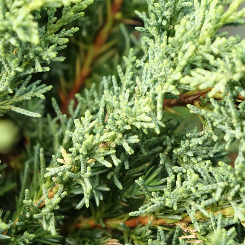 Juniperus Blaauw (Foliage)