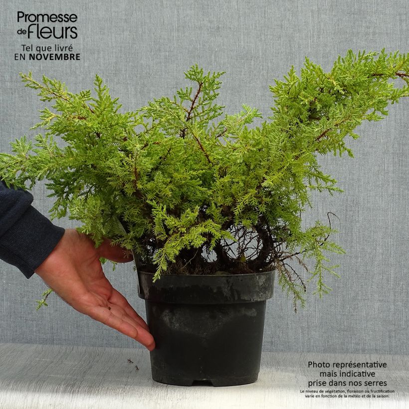 Genévrier - Juniperus pfitzeriana Goldkissen en pot de 2l/3l sample as delivered in autumn