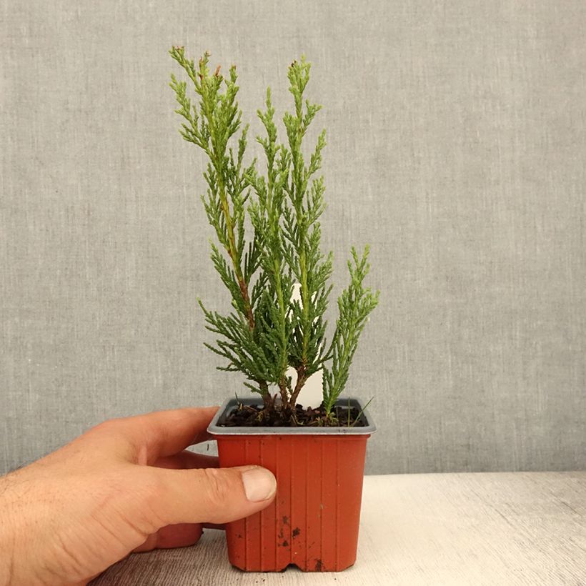 Juniperus scopulorum Moonglow 8/9 cm pot sample as delivered in spring