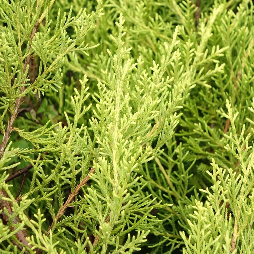 Juniperus  media Pfitzeriana Aurea (Foliage)